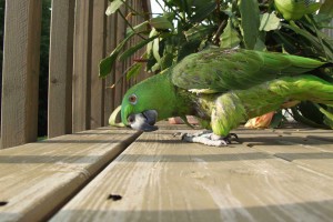 A bright green parrot | Photographer Trenton, Ontario