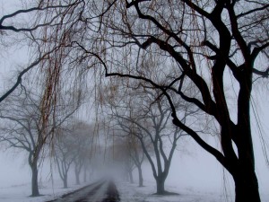 A weeping tree | Landscape Photographer Trenton, Ontario