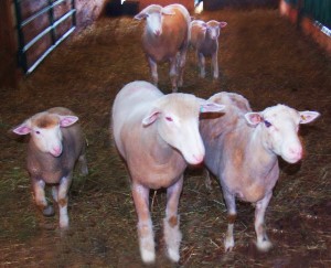 A group of white sheep | Photographer Trenton, Ontario