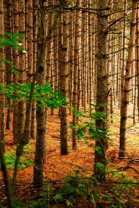 A forest | Landscape Photographer Trenton, Ontario