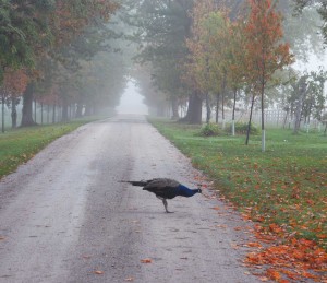 A peacock on a dirt road | Animal Photographer Trenton, Ontario