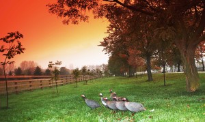 Some wild turkeys | Wildlife Photographer Trenton, Ontario