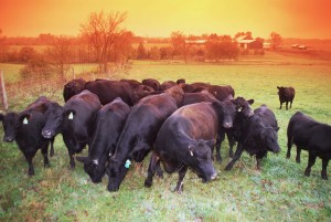 A heard of black cows | Animal Photographer Trenton, Ontario