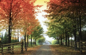 A long driveway flanked by trees | Real Esate Photographer Trenton, Ontario