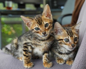 Kittens | Photographer Trenton, Ontario
