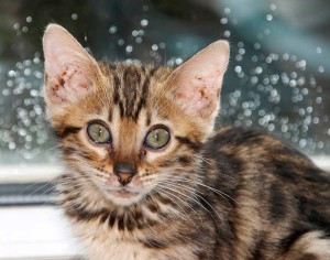 A cute kitten | Animal Photographer Trenton, Ontario
