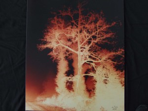 A dark tree | Photographer Trenton, Ontario