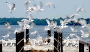 Seagulls in flight | Wildlife Photographer Trenton, Ontario