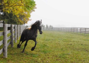 A horse running | Animal Photographer Trenton, Ontario